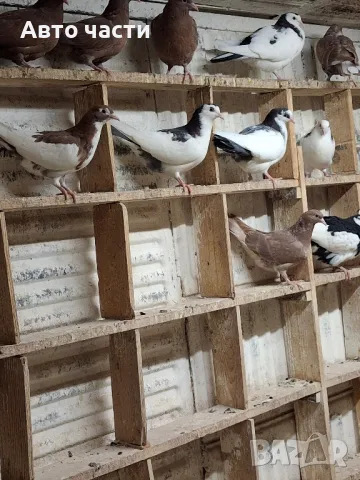 гълабите са за хвъркани от старите джинсове за информация на телефон 0895486622, снимка 13 - Гълъби - 48927741