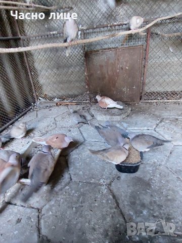 смеищисе гугутки на едро и дребно , снимка 6 - други­ - 14319229