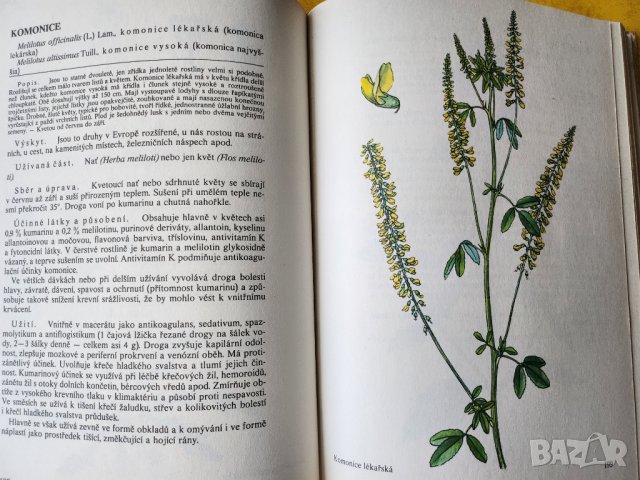 Нашите растения в лекарствата / Nase rosliny v lekarstvi, книга за билките и употребата им-на чешски, снимка 4 - Енциклопедии, справочници - 44843833