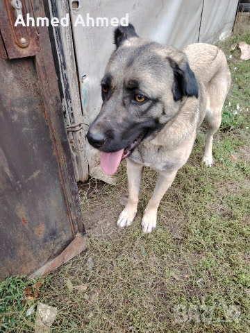 кангал , снимка 2 - Кангал - 53412957