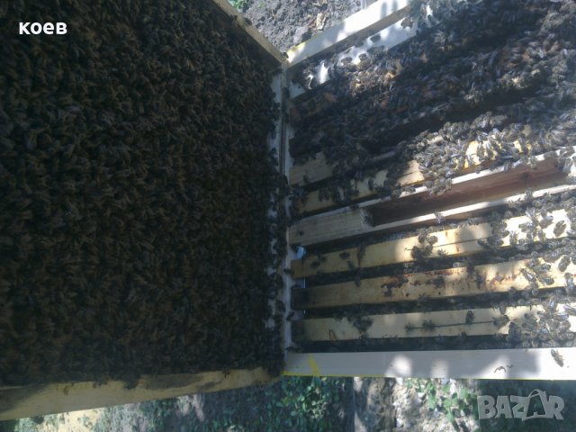 Пчелни майки, отводки и кошери по програмите 2024 ( - 10% ), снимка 4 - За пчели - 43931137