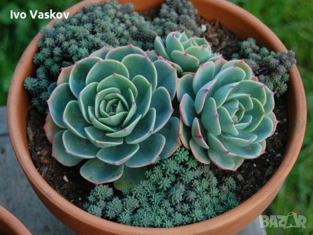 каменно растение, снимка 1