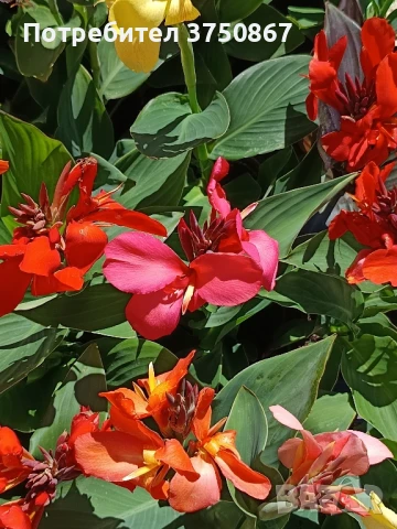 💞🌺💞 Canna CANNOVA / Кана 💞🌺💞