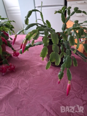  Коледниче - три саксии, снимка 8 - Стайни растения - 53212399