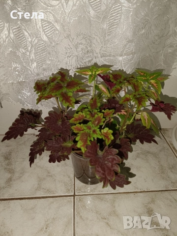 Пасифлора, бял Бенджамин, Сансевиера, мексиканска мента, Копривка , снимка 5 - Градински цветя и растения - 51170707