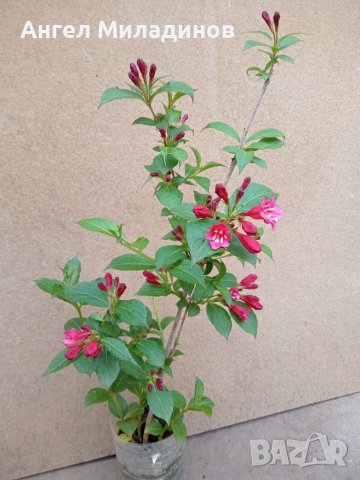 Декоративен храст- Вайгела, снимка 9 - Градински цветя и растения - 40414600