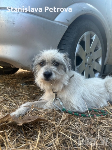 Подарявам кученце