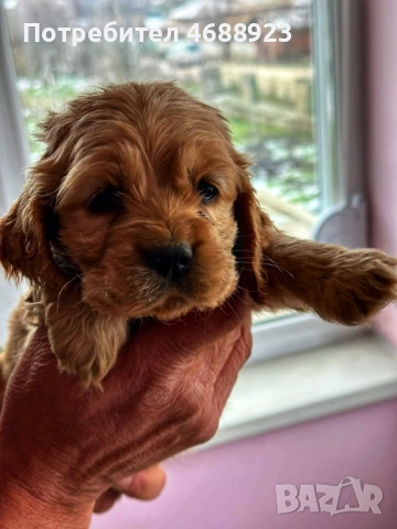 Продават се чистокръвни кокер шпаньоли, снимка 5 - Кокер шпаньол - 53063124