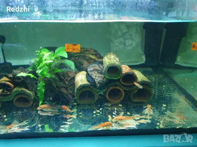 Ancistrus Super red longfin, Super red/Анцитрус Супер ред Воален, Супер ред , снимка 6 - Рибки - 45887222