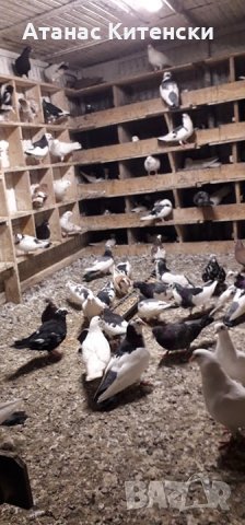 ПАЗАРДЖИШКИ ВИСОКО ЛЕТЦИ ЗА ДЪЛГОТРАЕН ВИСОК ПОЛЕТ, снимка 8 - Гълъби - 26511341