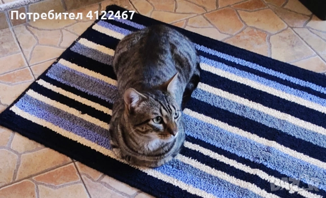 Тиго Тигров (Европейска порода)