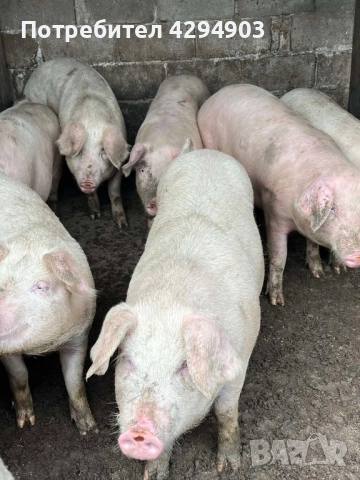 Продавам прасета бяла българка, снимка 4 - Прасета - 52915604