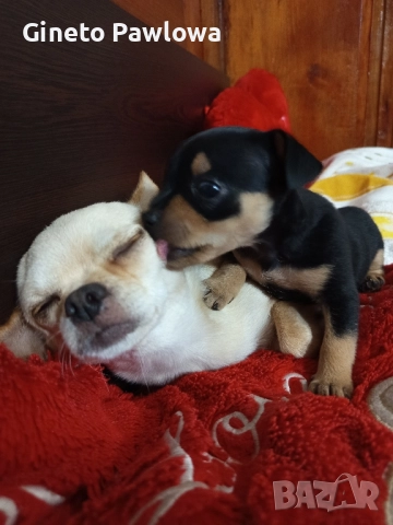 Между Пинчер-Чихуахуа , снимка 6 - Пинчер - 52356137