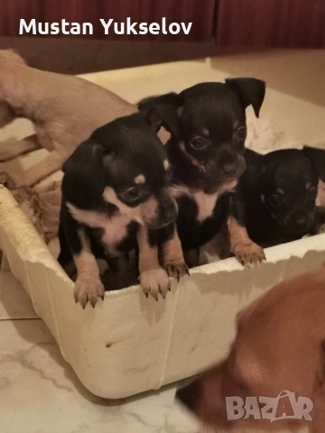 Pincer пинчерчета, снимка 7 - Пинчер - 53187873