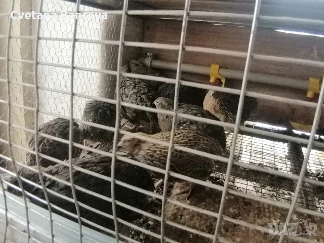 пъдпъдъци  , снимка 1