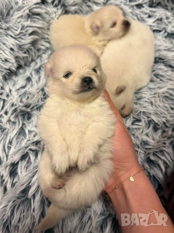 Померани, снимка 7 - Померан - 53515139