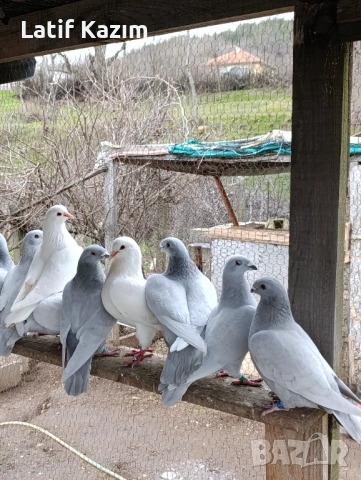 Ардезио стандартни пощенски гълъби