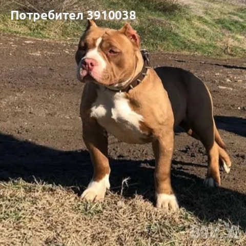 Американско були покет 