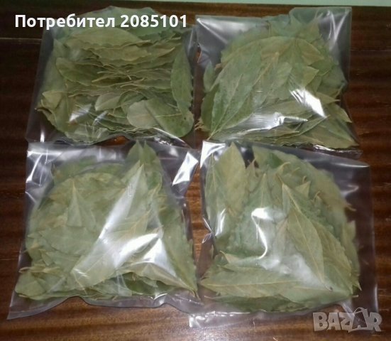 Дафинов лист - листа, снимка 2 - Градински цветя и растения - 40207025