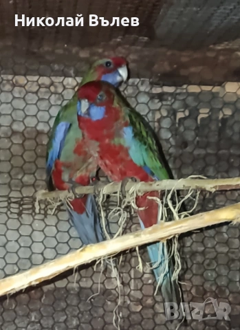 Млада двойка червени пенанти