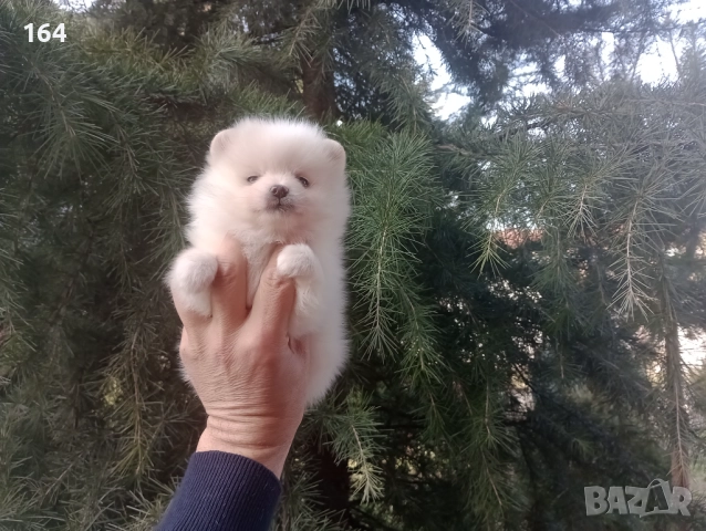 Бели мъжки и женски Померани.  Реални снимки от 02.01.26 г. , снимка 11 - Померан - 52932932