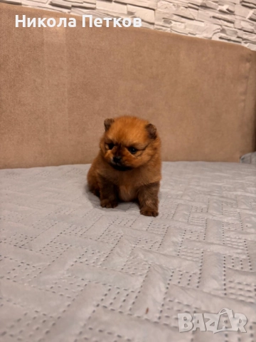 Померан мини, снимка 10 - Померан - 52910461