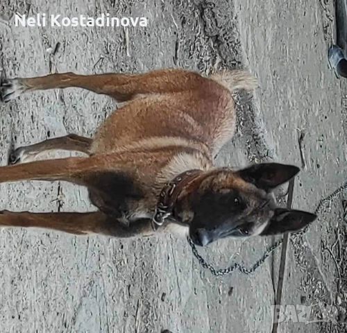 Белгийска овчарка Малиноа , снимка 5 - Белгийска овчарка - 53273246