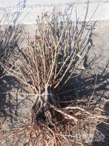 Мини Дръвчета, снимка 8 - Разсади - 49334597