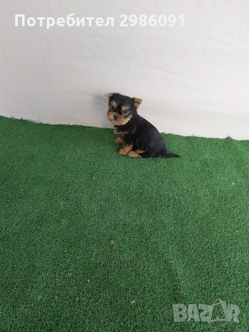 Йоркширски териер мини, снимка 2 - Йоркширски териер - 34804015