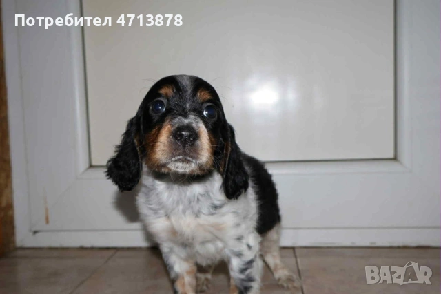 Английски сетер, снимка 4 - Английски сетери - 53156304