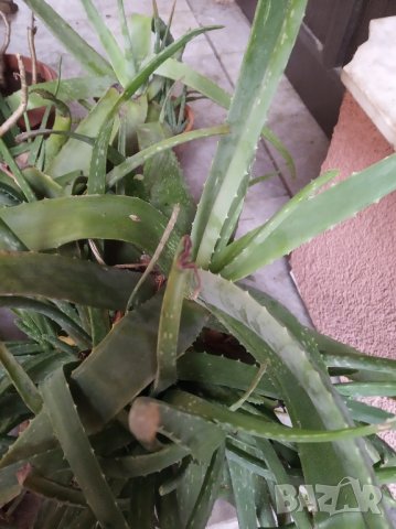Алое вера за лечебни цели , снимка 2 - Стайни растения - 43106017