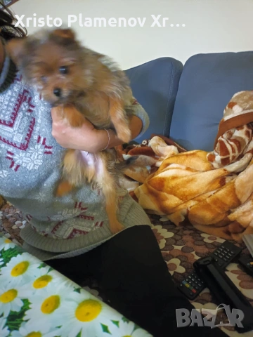 Мъжко куче юрки, снимка 6 - Други - 53571478