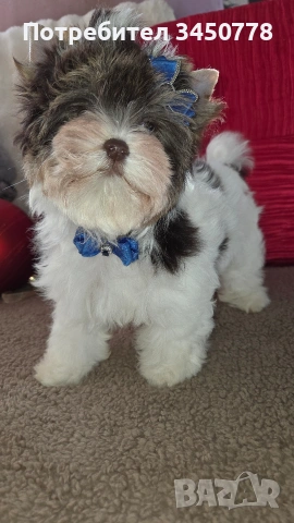 мини йоркшир момче, снимка 11 - Йоркширски териер - 53006502