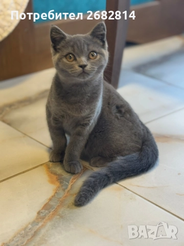 Чистокръвно Британче , снимка 1