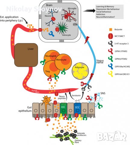 Бутират / бутирова киселина, снимка 5 - Хранителни добавки - 37502369