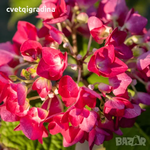 Хортензия Hydrangea red baron, снимка 2 - Градински цветя и растения - 50077881