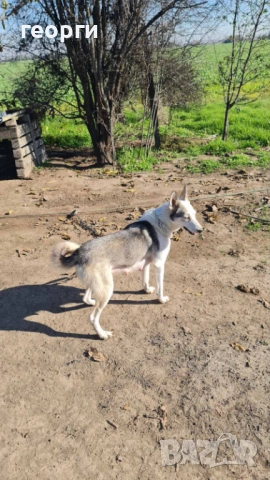 Западно сибирска лайка , снимка 13 - Други - 52490174