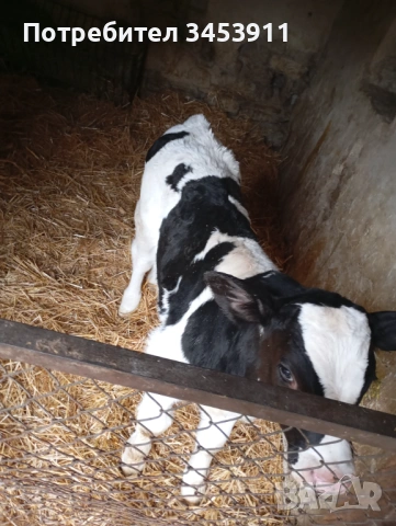 Мъжки Черношарени 