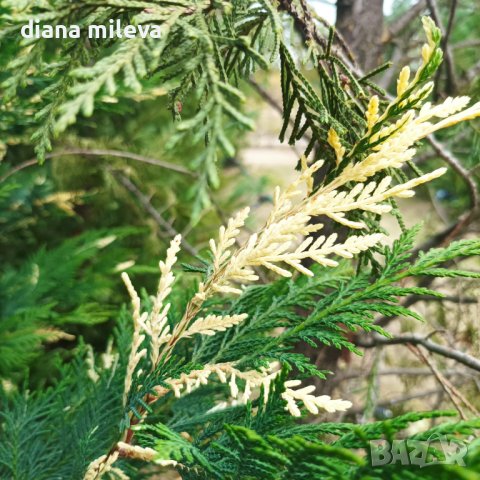 Кипарис Лейланди вариегатно, (Cupressocyparis leylandii 'Variegata'), снимка 12 - Градински цветя и растения - 43302260