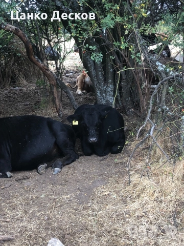 Стадо крави, снимка 2 - Крави - 51846249