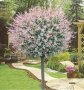 Японска върба Salix Hakuro Nishiki, снимка 1 - Градински цветя и растения - 40527670