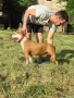 Американски стафордширски териер - елитни родители с родословие , снимка 5