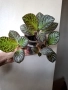 Еписция, episcia Silver dust, снимка 2