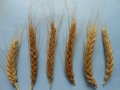 Продавам 90 кг зърно  обикновена пшеница, снимка 1 - Други - 43695395