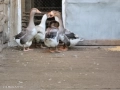 Селски гъски, снимка 2