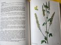 Нашите растения в лекарствата / Nase rosliny v lekarstvi, книга за билките и употребата им-на чешски, снимка 4