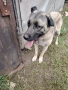 кангал , снимка 2