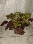Пасифлора, бял Бенджамин, Сансевиера, мексиканска мента, Копривка , снимка 5