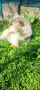 Чау -чау,женски кученца, снимка 4