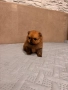 Померан мини, снимка 10